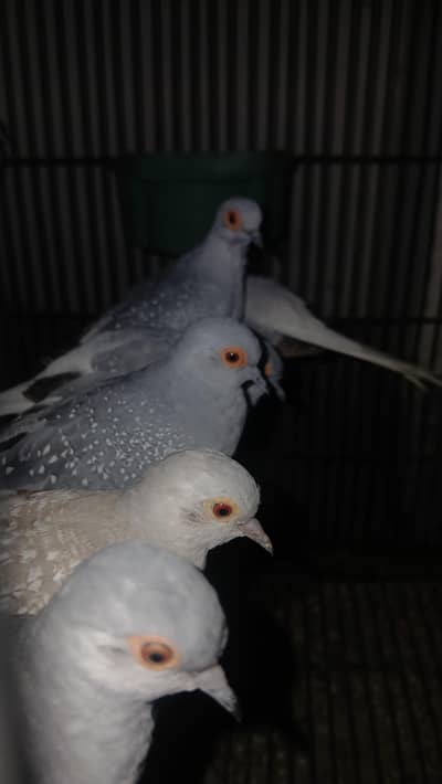 White Tail or Silver Tail dove