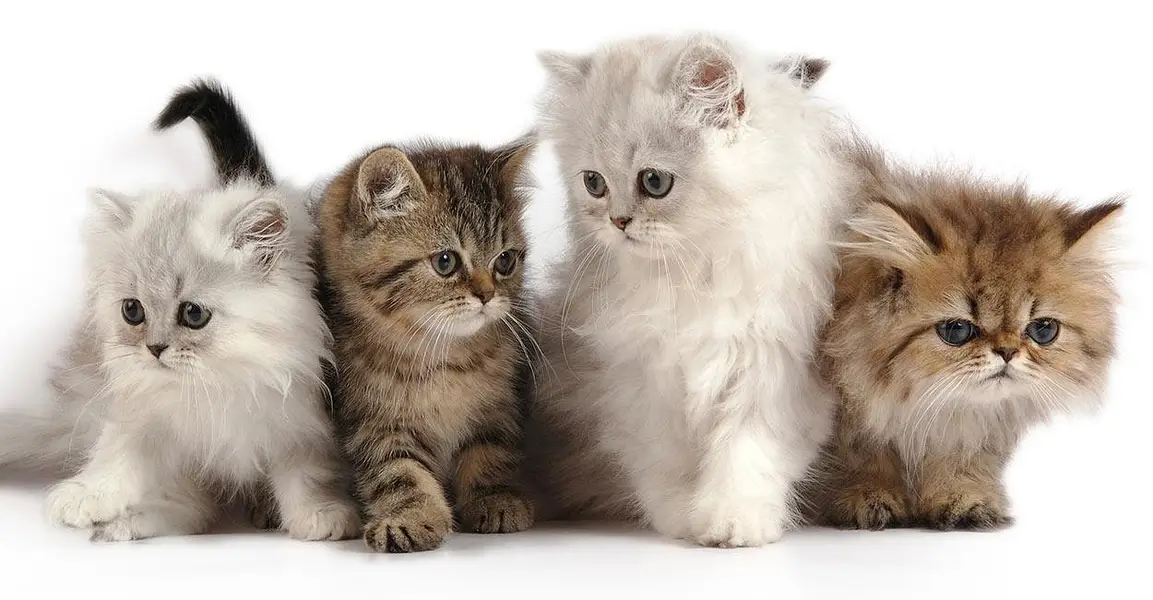 Cash On Delivery High Quality Persian Kittens or Persian Cat Babies — photo 2