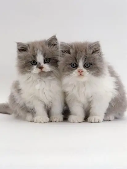 Cash On Delivery High Quality Persian Kittens or Persian Cat Babies — photo 3