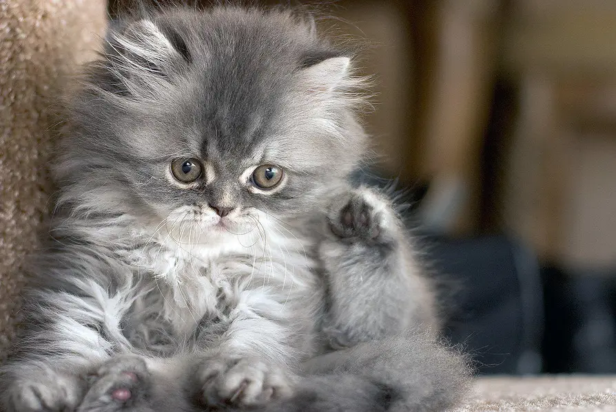 Cash On Delivery High Quality Persian Kittens or Persian Cat Babies — photo 5