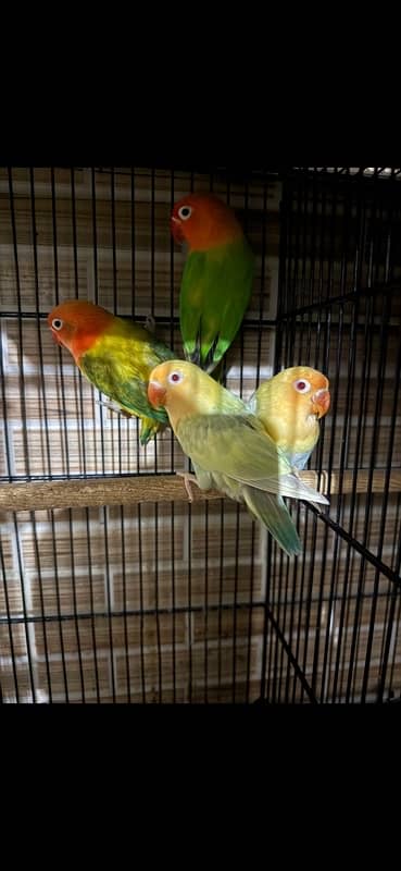 Folding Cages of Different Sizes