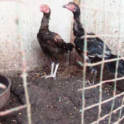 Heera / Hera & Kala Jawa, Young & Breeders pair