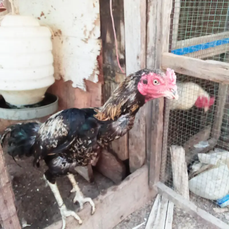 Chicks (Kala Jawa)