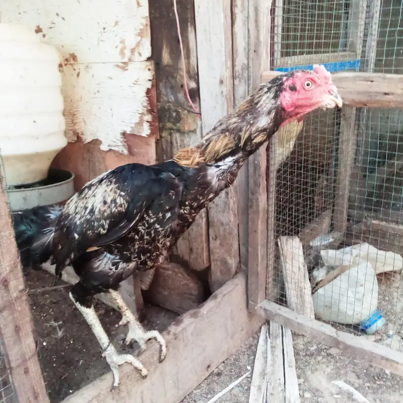 Chicks (Kala Jawa) — photo 2