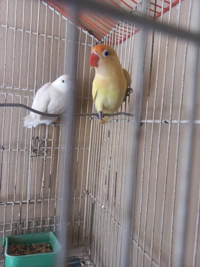 Full healthy and active parrot