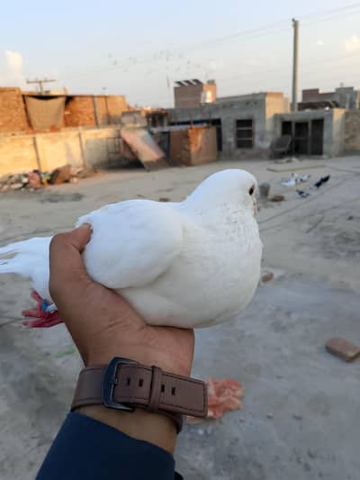 White king,Irani,peshawari breeder pairs