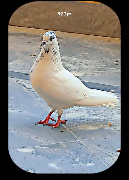 fancy pigeon/ghubra pigeon 3