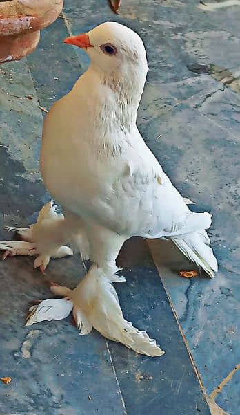 fancy pigeon/ghubra pigeon 0