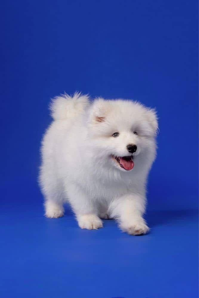 IMPORTED TOP QUALITY RUSSIAN SAMOYED PUPPIES AVAILABLE FOR SALE
