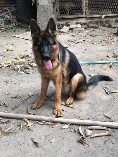 black mask german shepherd female 8 months old