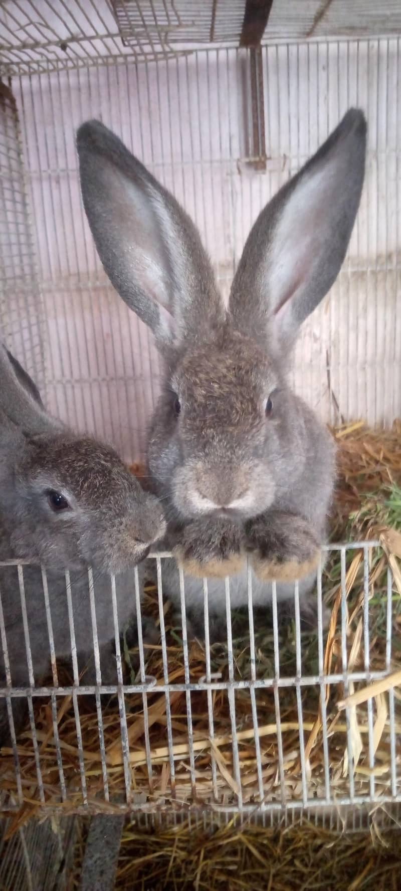 German giant Rabbit ( please read description first) 0