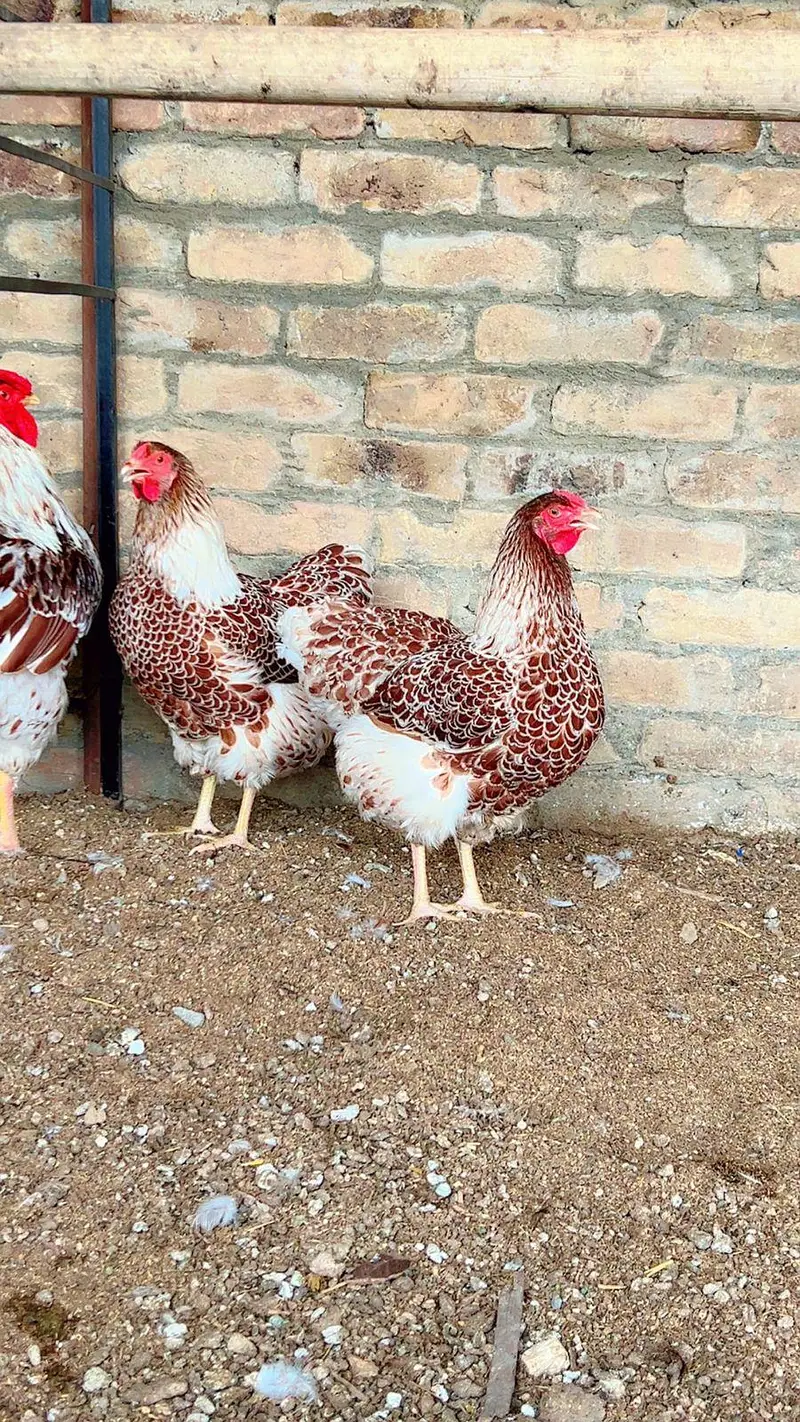 Silver Wyandotte &Splash Wyandotte Chickes & Eggs Available