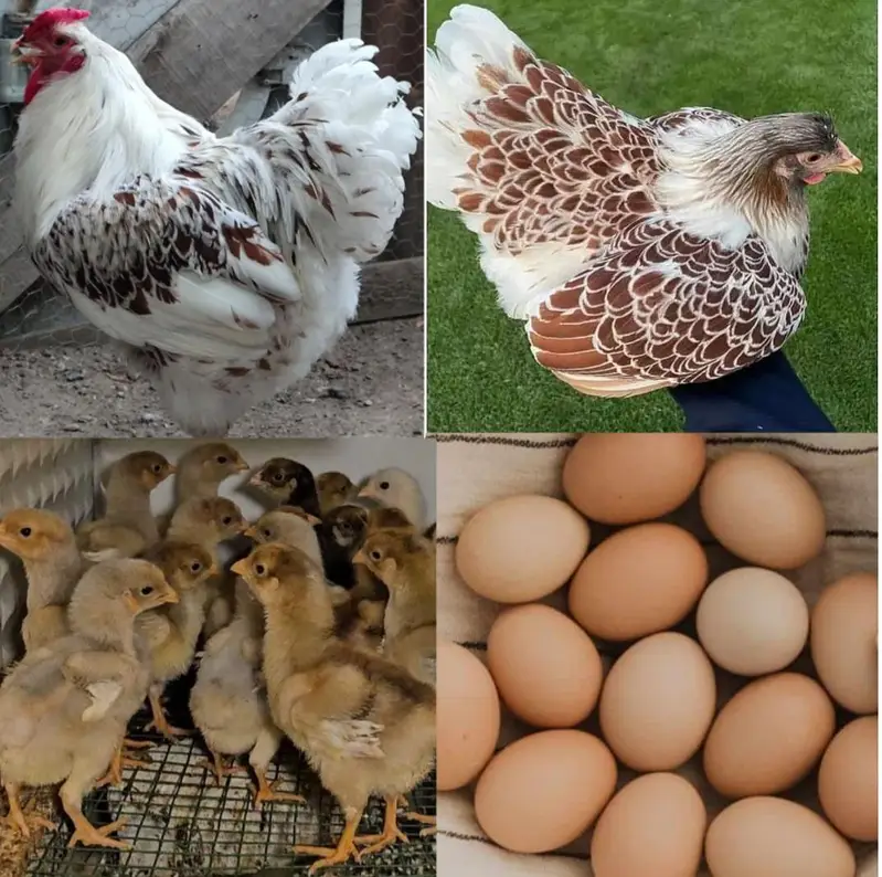 Silver Wyandotte &Splash Wyandotte Chickes & Eggs Available — photo 3