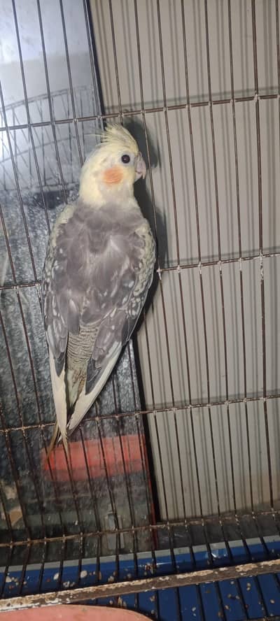 coctail and ringneck