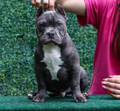 IMPORTED AMERICAN BULLY DOG PUPPIES AVAILABLE FOR SALE