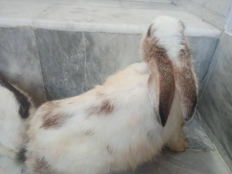 rabbit 1