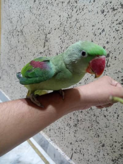 Raw original parrot, male age 7.5 months (with cage)