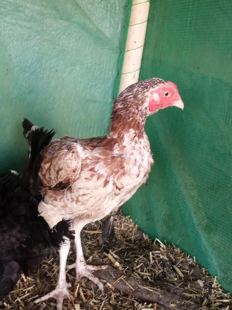 Aseel Murghi Desi Murgha Pair -  Egg Laying Murghi Desi Murgha — photo 3