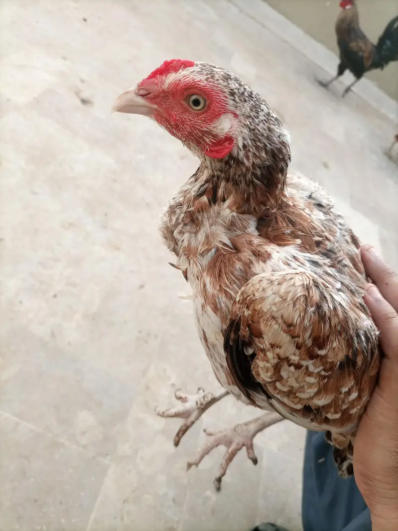 Aseel Murghi Desi Murgha Pair -  Egg Laying Murghi Desi Murgha — photo 4