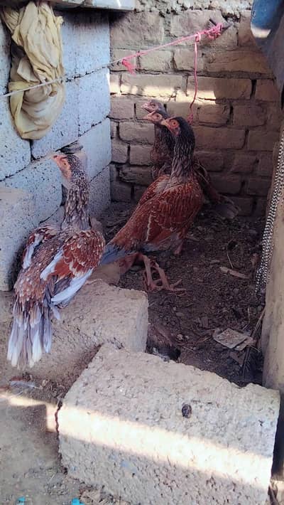 aseel pathiyan for sale