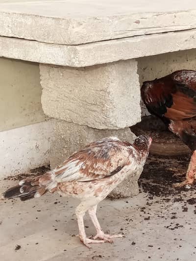 Egg Laying Aseel Murghi With Desi Murgha