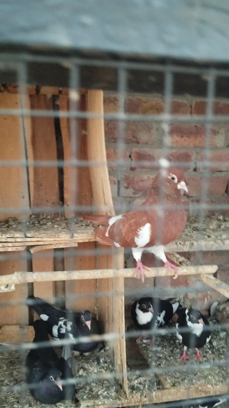Good health and egg bachy guaranty — photo 9