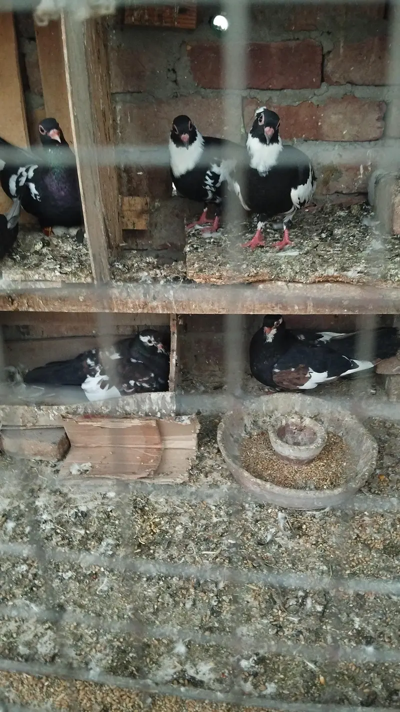 Good health and egg bachy guaranty — photo 10