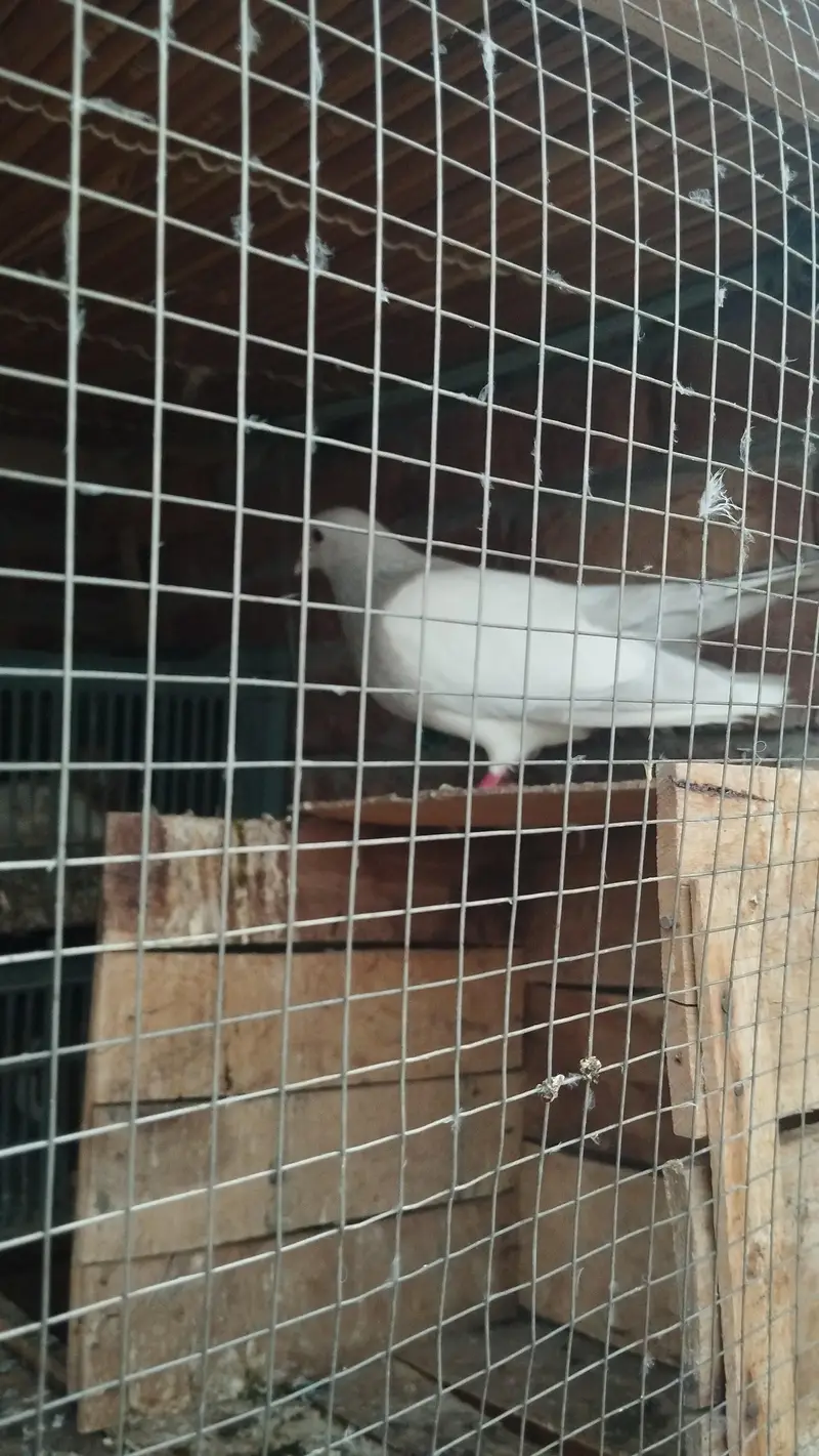 Good health and egg bachy guaranty — photo 12