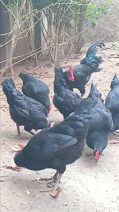 Fertile eggs , day old chicks , breeders for sale
