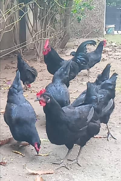 Fertile eggs , day old chicks , breeders for sale