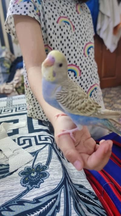 beautiful hand tamed auatralian bird