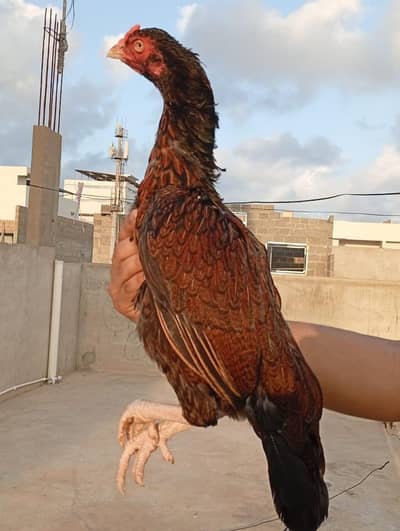 jis Bhai KO chaye wo contact kary final 8000