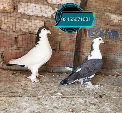 Imported bloodline breeder pairs