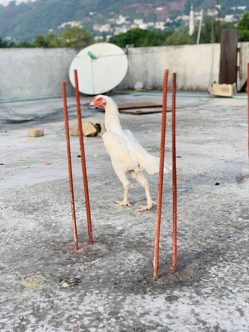 Aseel shamo pair o shamo breed father pic on demand - Hens - 1107064070