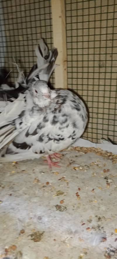 WHOLE SETUP FOR SELL PLEASE READ THE DESCRIPTION