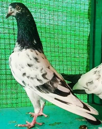 High Quality Breedr Pair