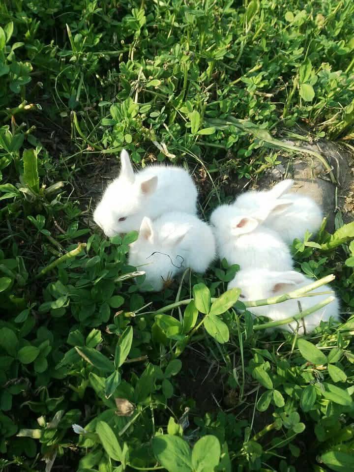 Newziland white rabit pure Belgium breed bunny's available for sale ...