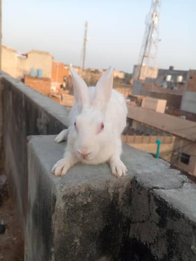 rabbits for sale
