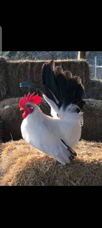 Birds Lover