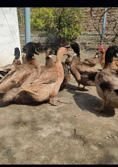 khaki Campbell ducks