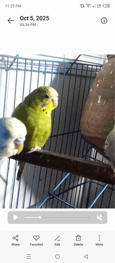 Australain male hai
