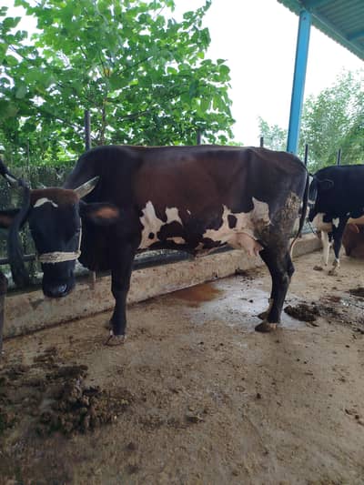 FRESION JURSEY CROSS MILKING COWS