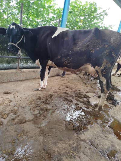 FRESION JURSEY CROSS MILKING COWS