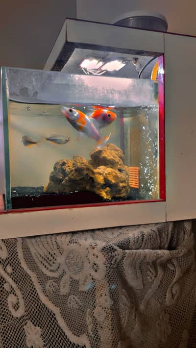 Backsum filter tank with sogo pump