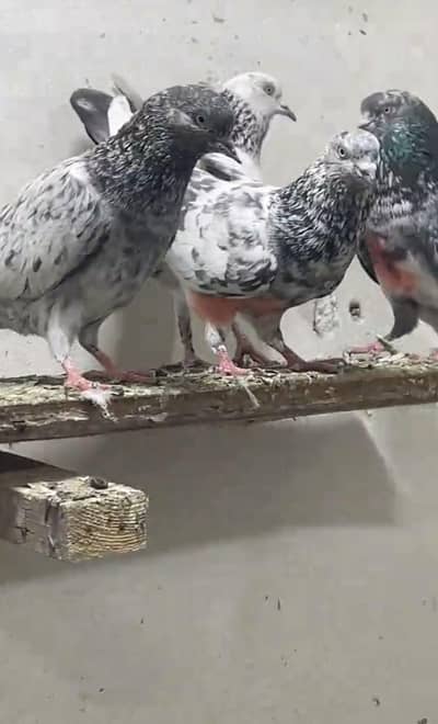 Zeera Kabootar for sale