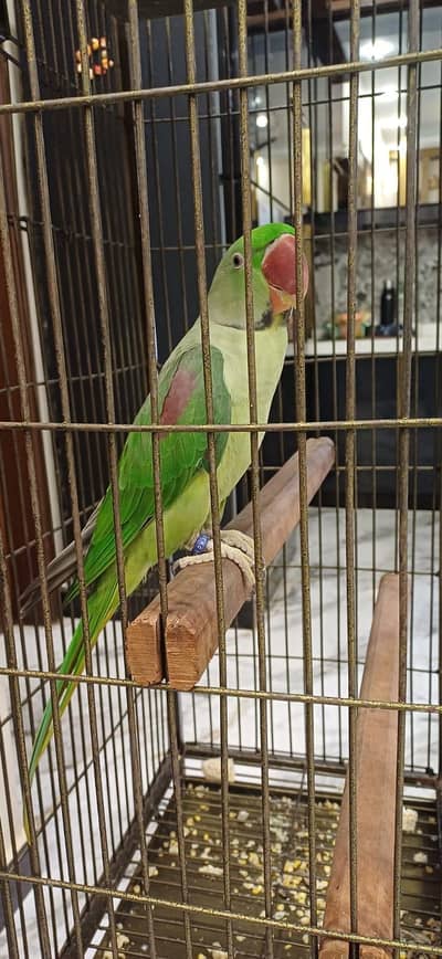 Pahari green parrot with pinjra.