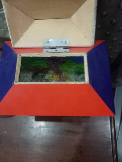 small Aquarium with Molly Fish Pair (Golden Black)