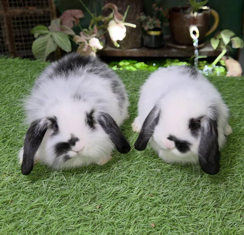 Impoted Lops Rabbit Bunnies 0