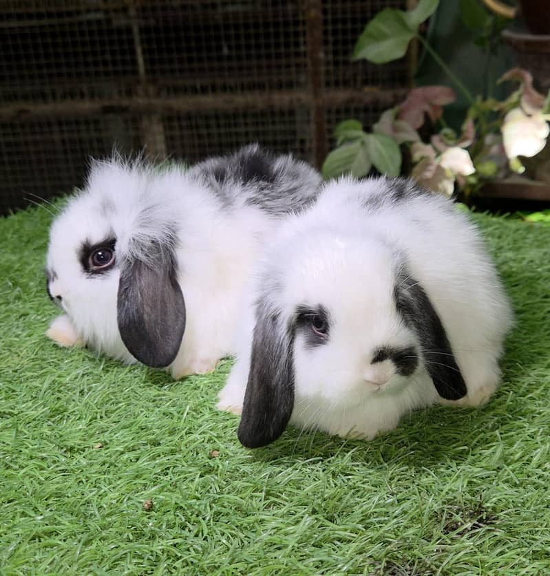 Impoted Lops Rabbit Bunnies 1