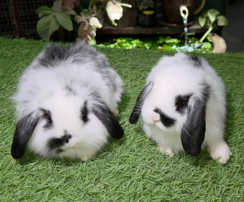 Impoted Lops Rabbit Bunnies 2